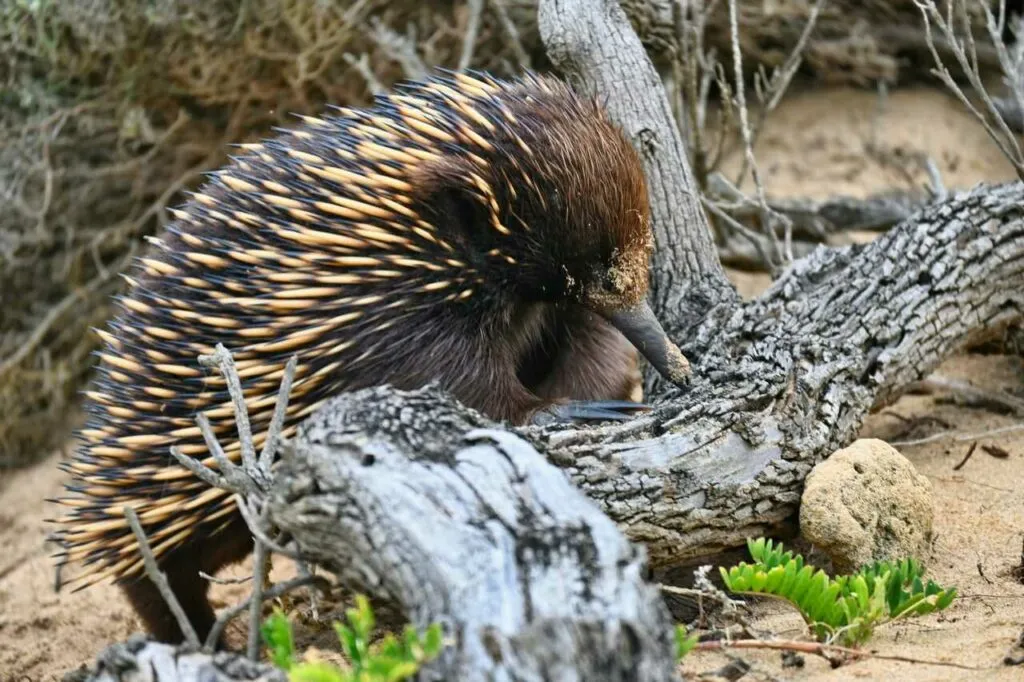 Short Beaked Echidna