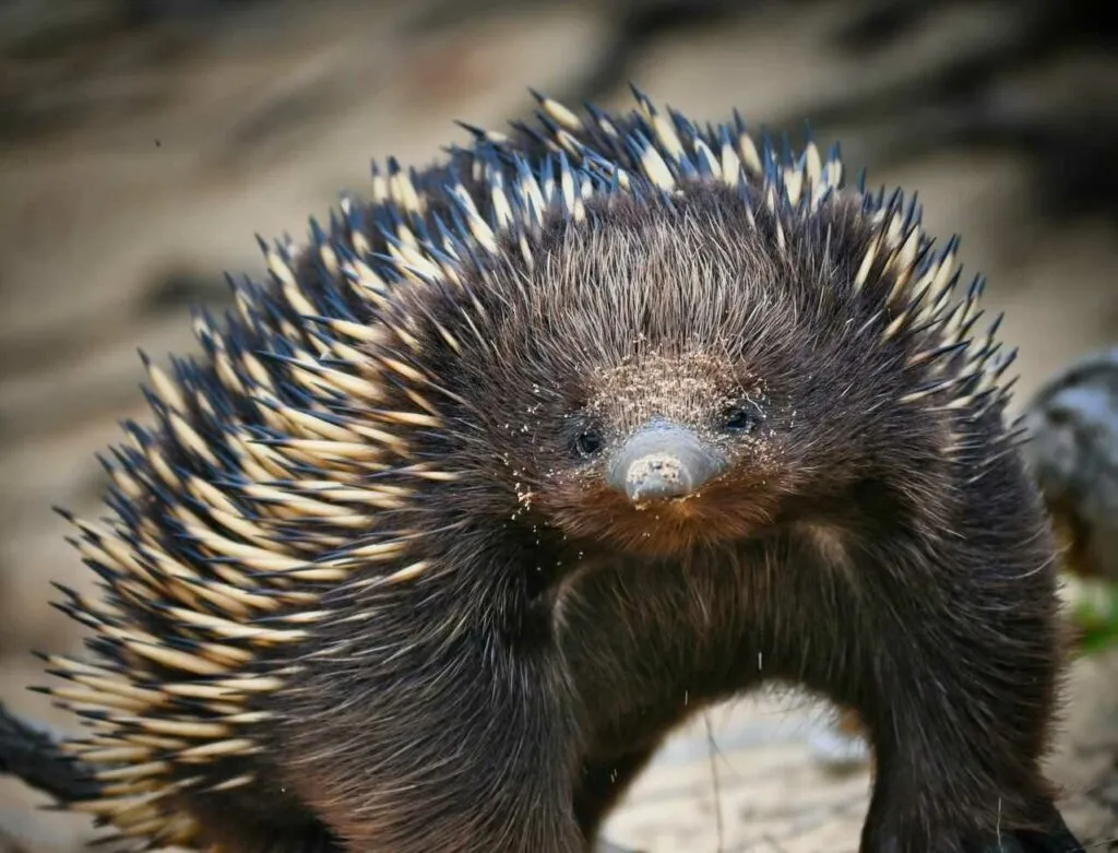 Short Beaked Echidna