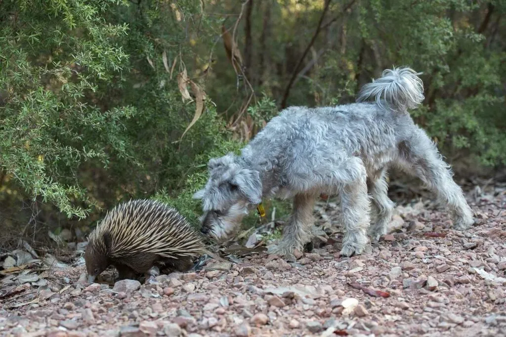 Short Beaked Echidna