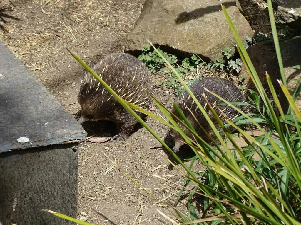 Short Beaked Echidna