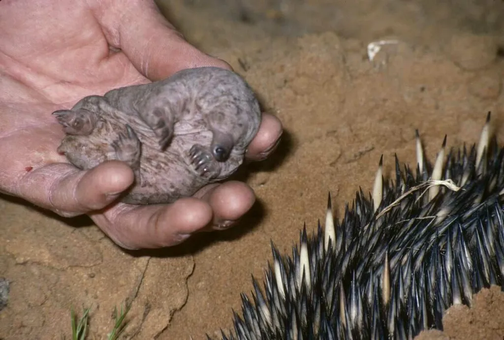 Short Beaked Echidna