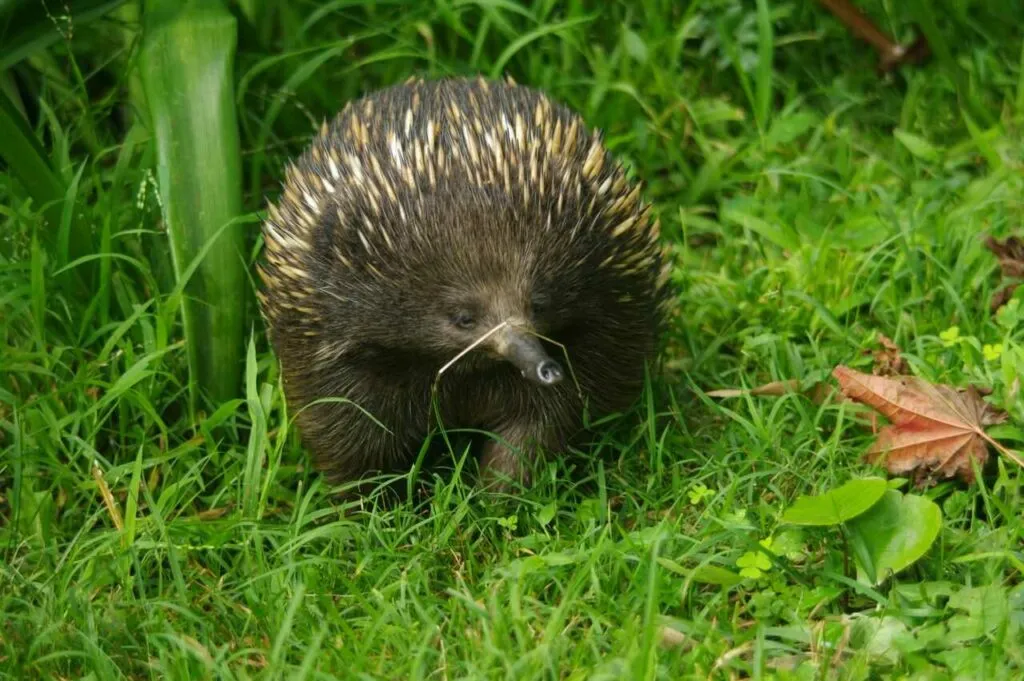 Short Beaked Echidna