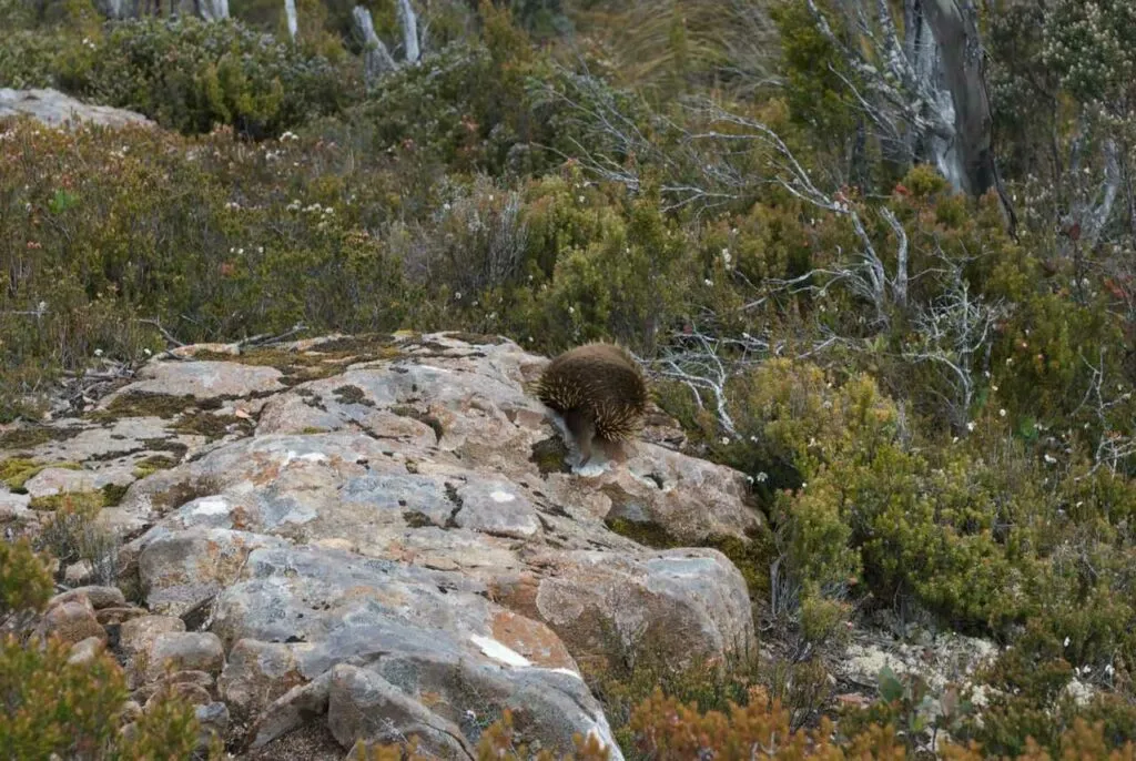 Short Beaked Echidna