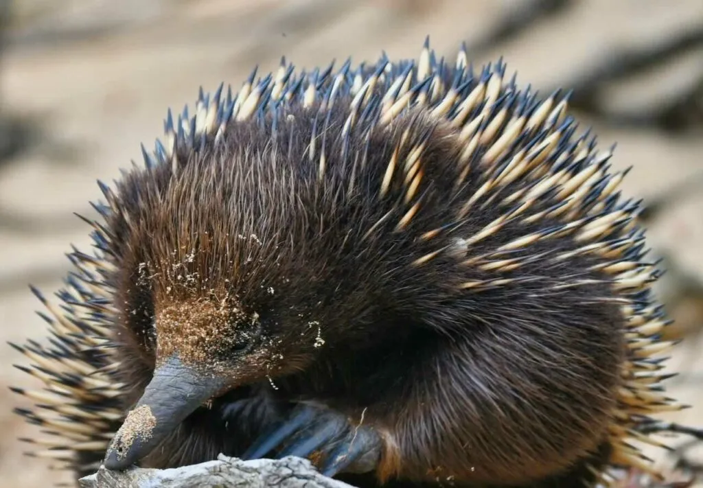 Short Beaked Echidna