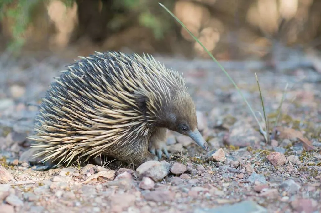 Short Beaked Echidna