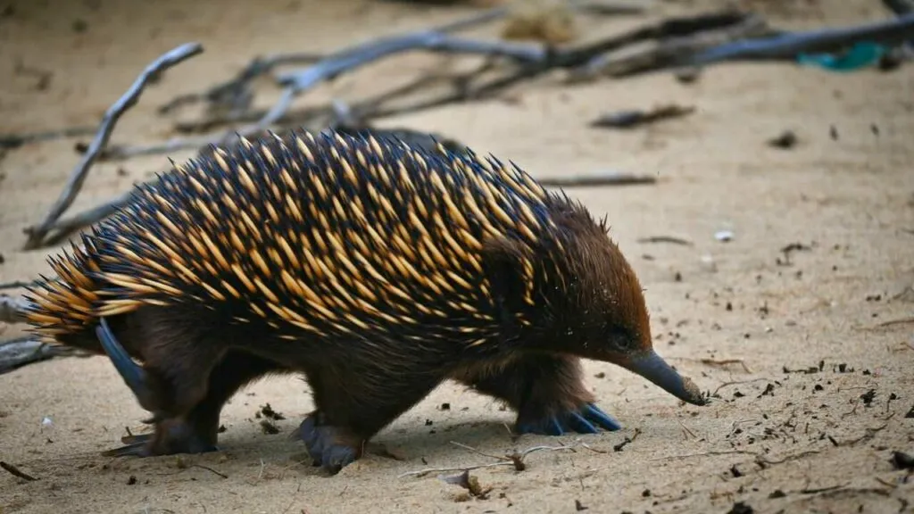 Short Beaked Echidna