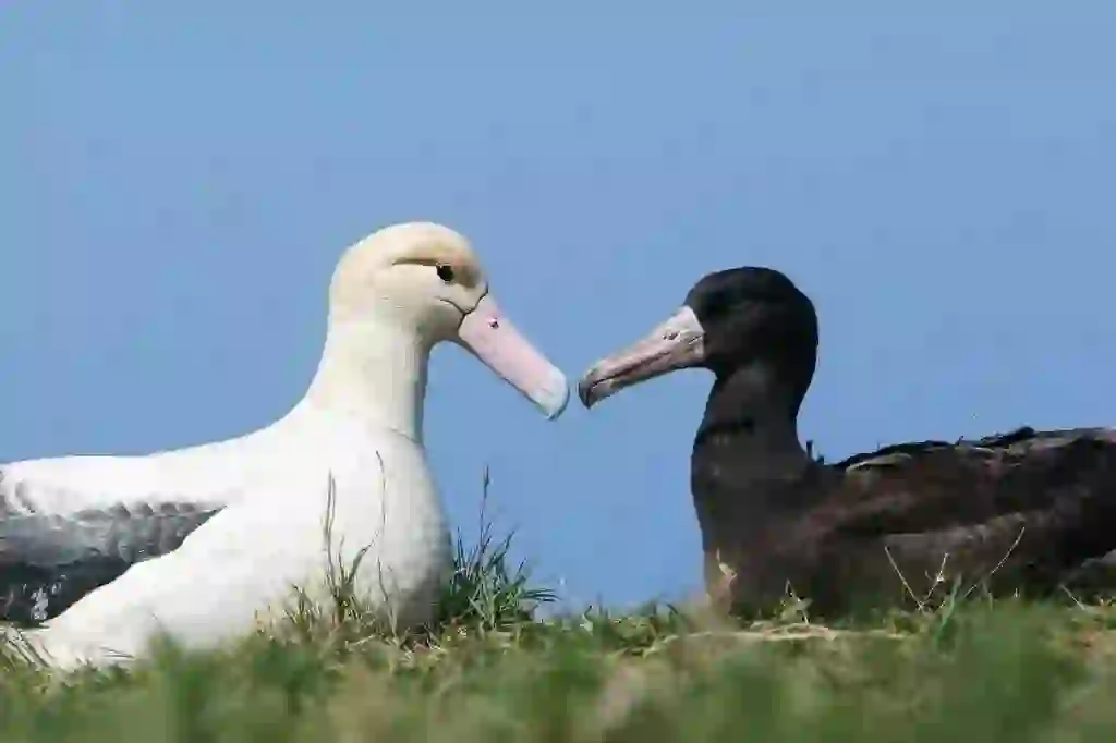 アホウドリ