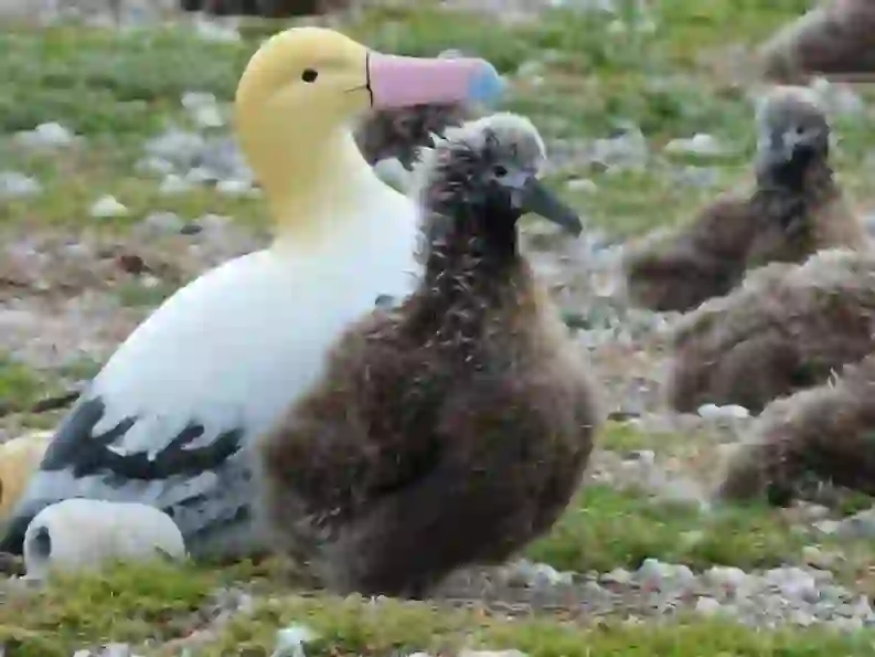 アホウドリ