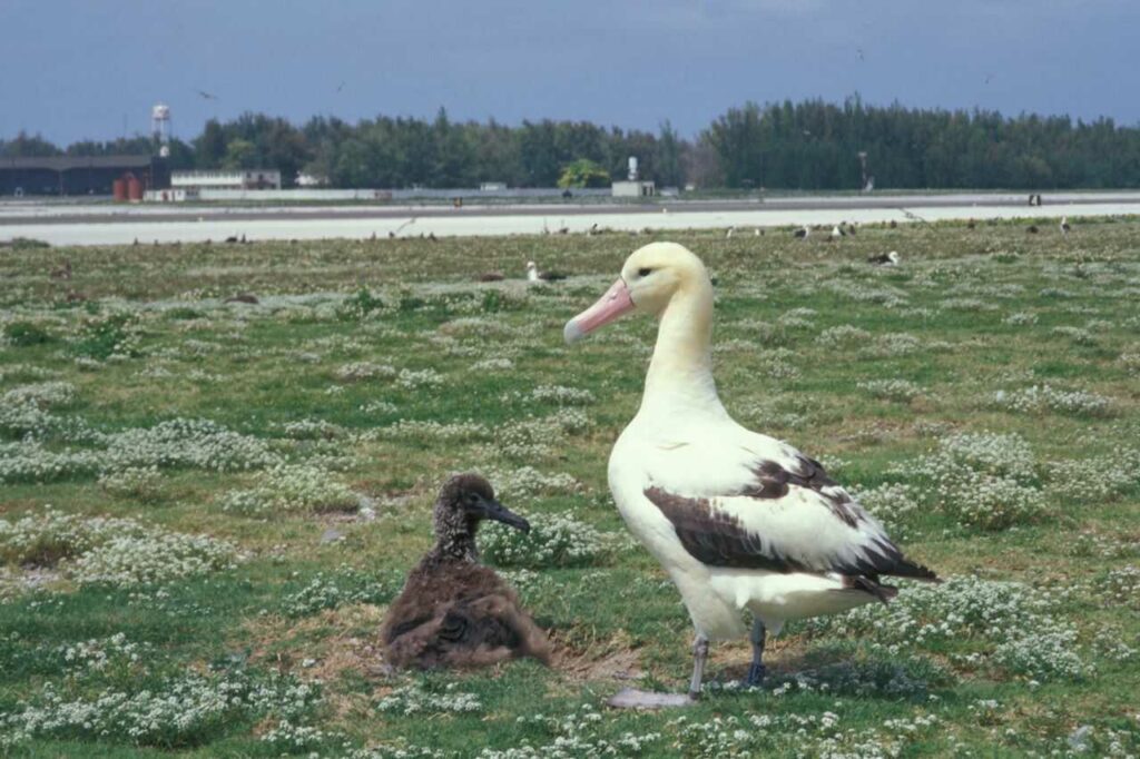 Short-tailed Albatross