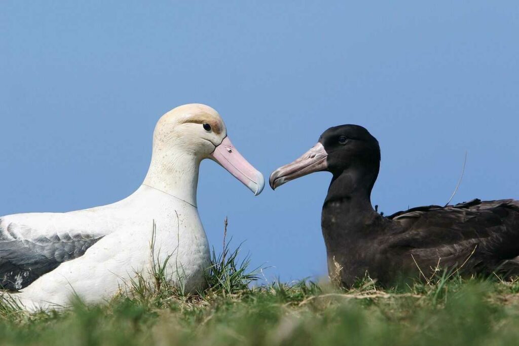 Short-tailed Albatross