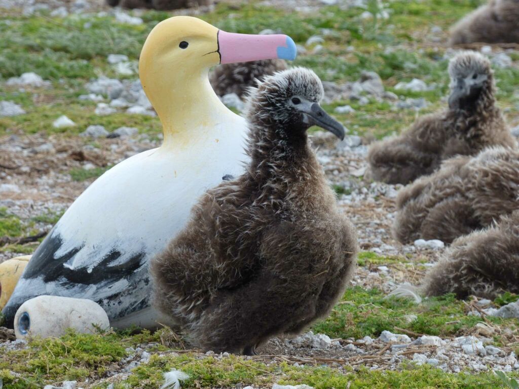 Short-tailed Albatross