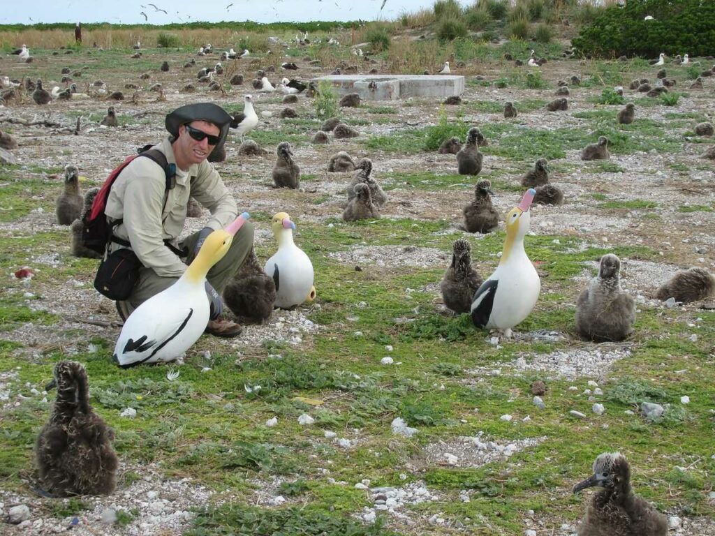 Short-tailed Albatross