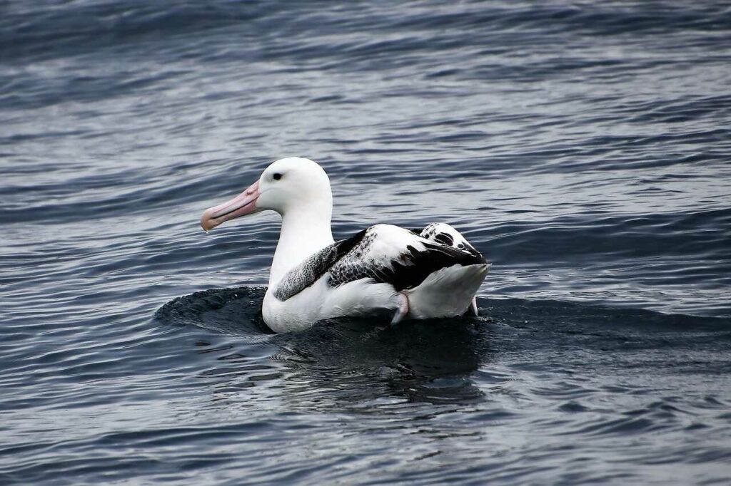 Short-tailed Albatross