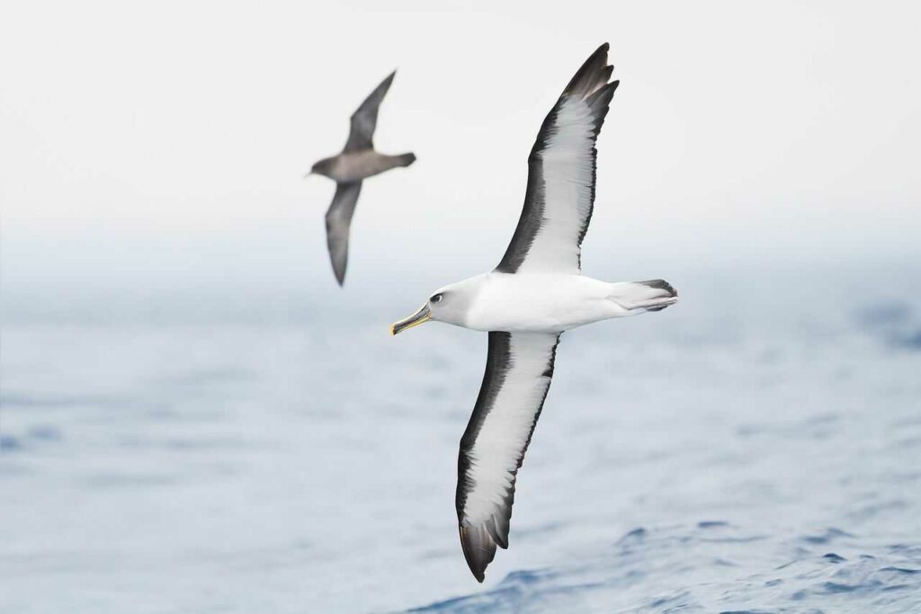 Short-tailed Albatross