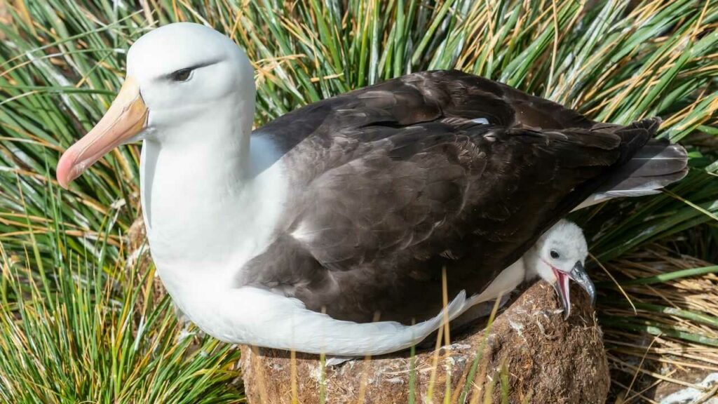 Short-tailed Albatross