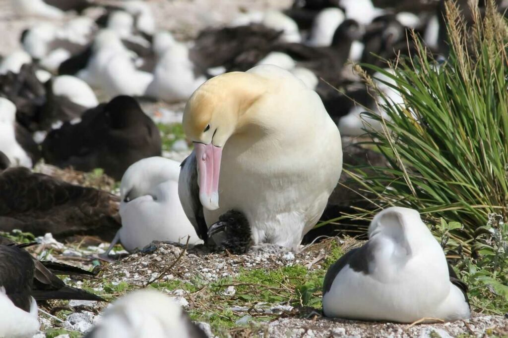 Short-tailed Albatross