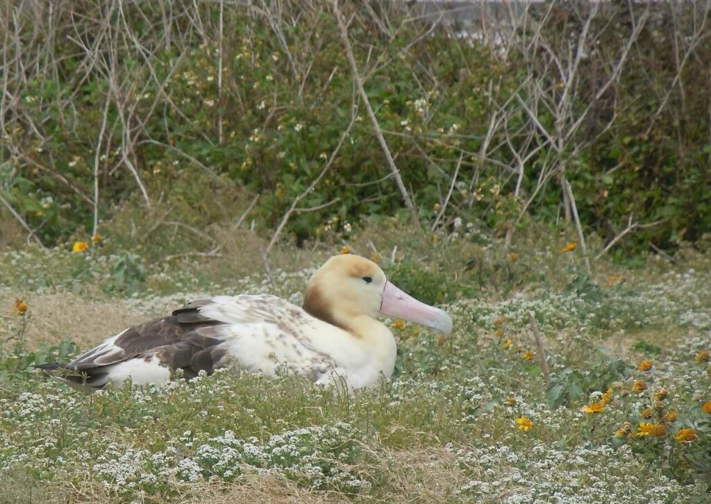 Short-tailed Albatross