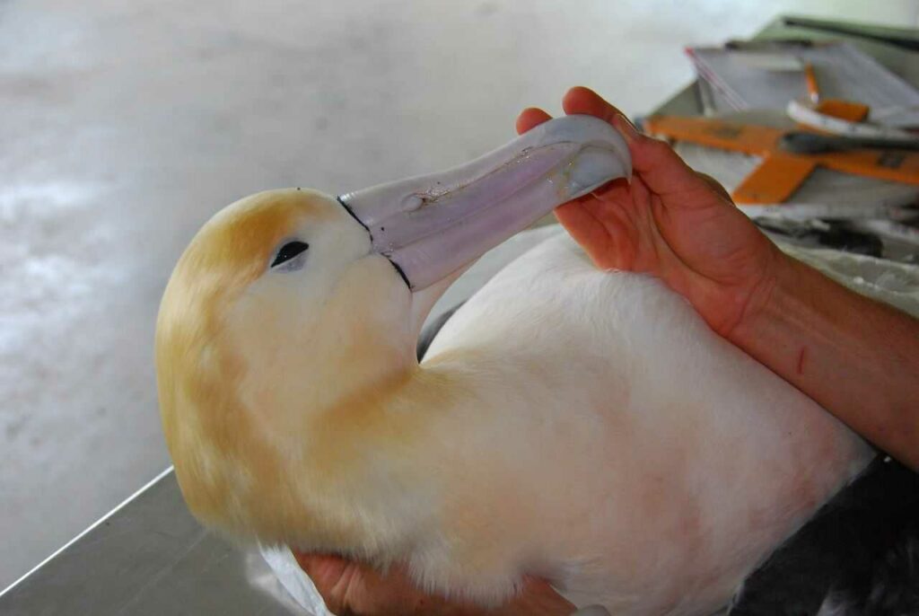 Short-tailed Albatross