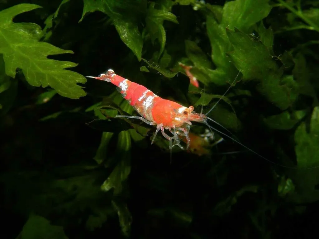 Shrimp