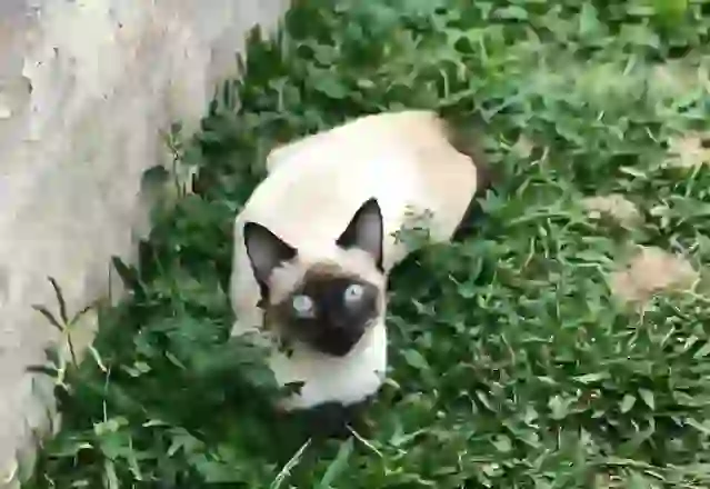 Siamese