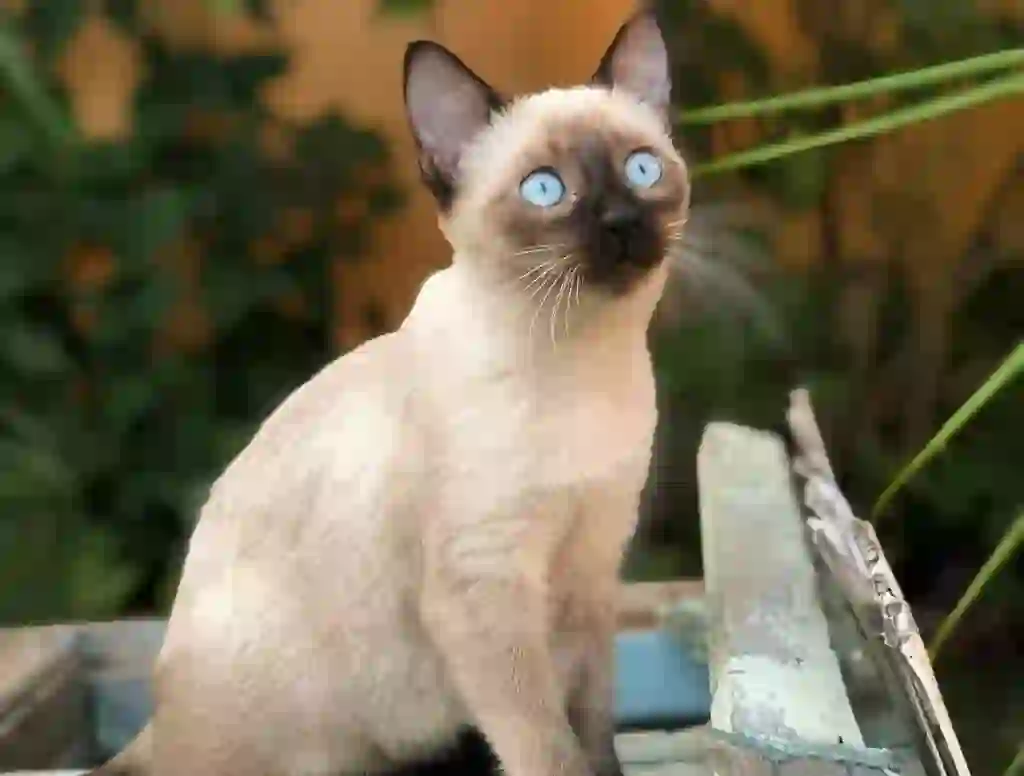 Siamese