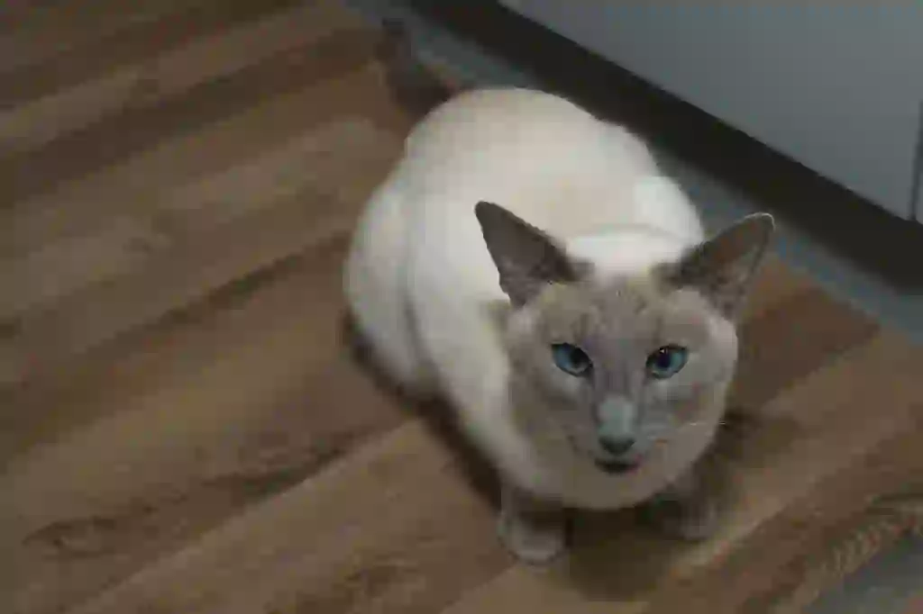 Siamese