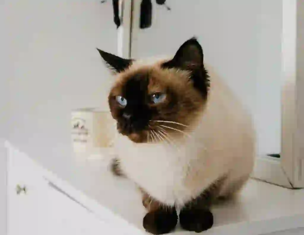 Siamese