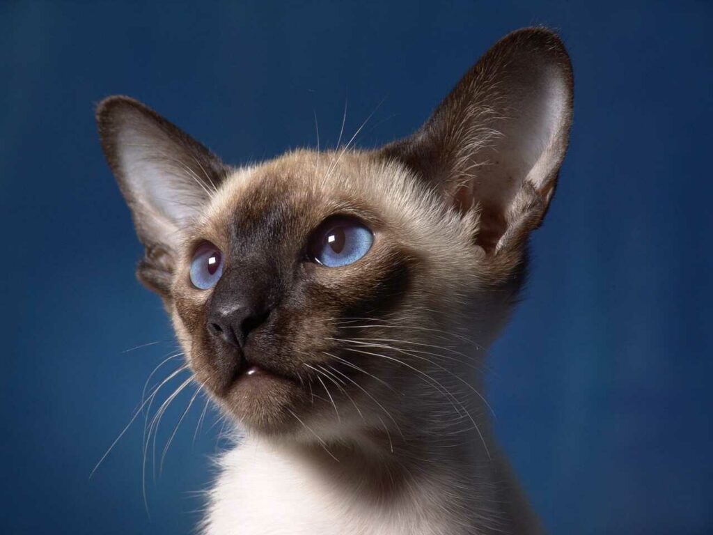 Siamese