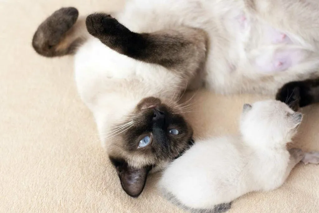 Siamese