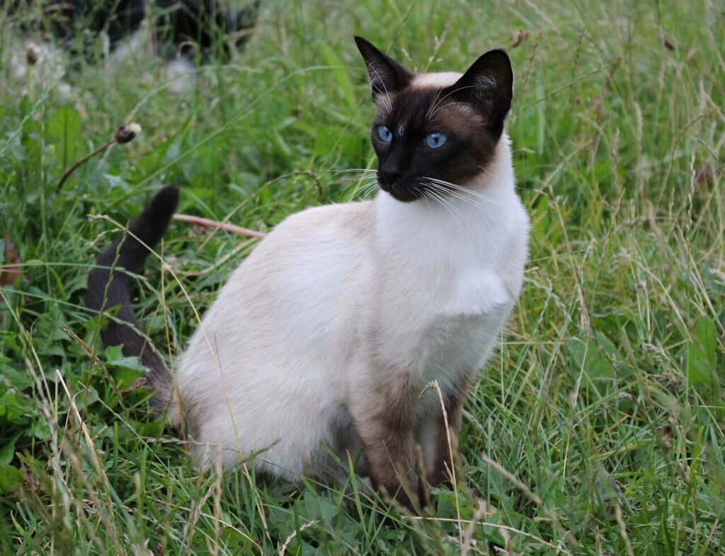 Siamese