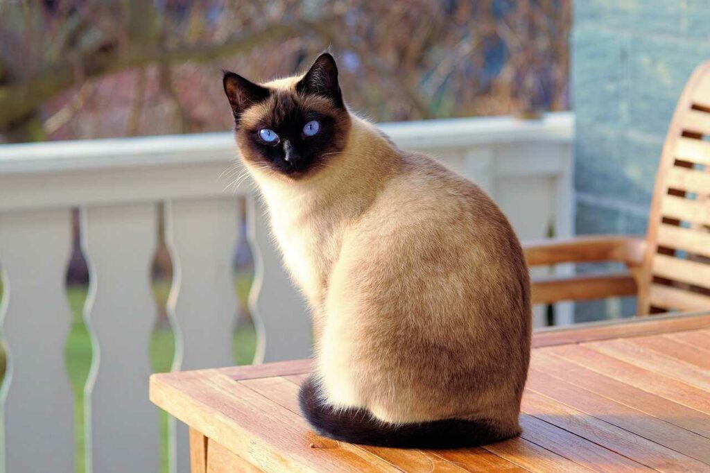 Siamese