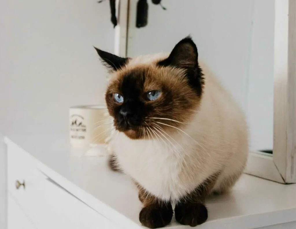 Siamese