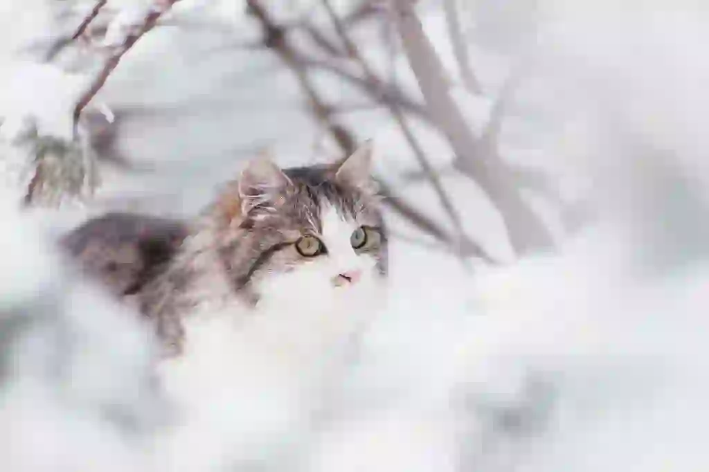 Siberian