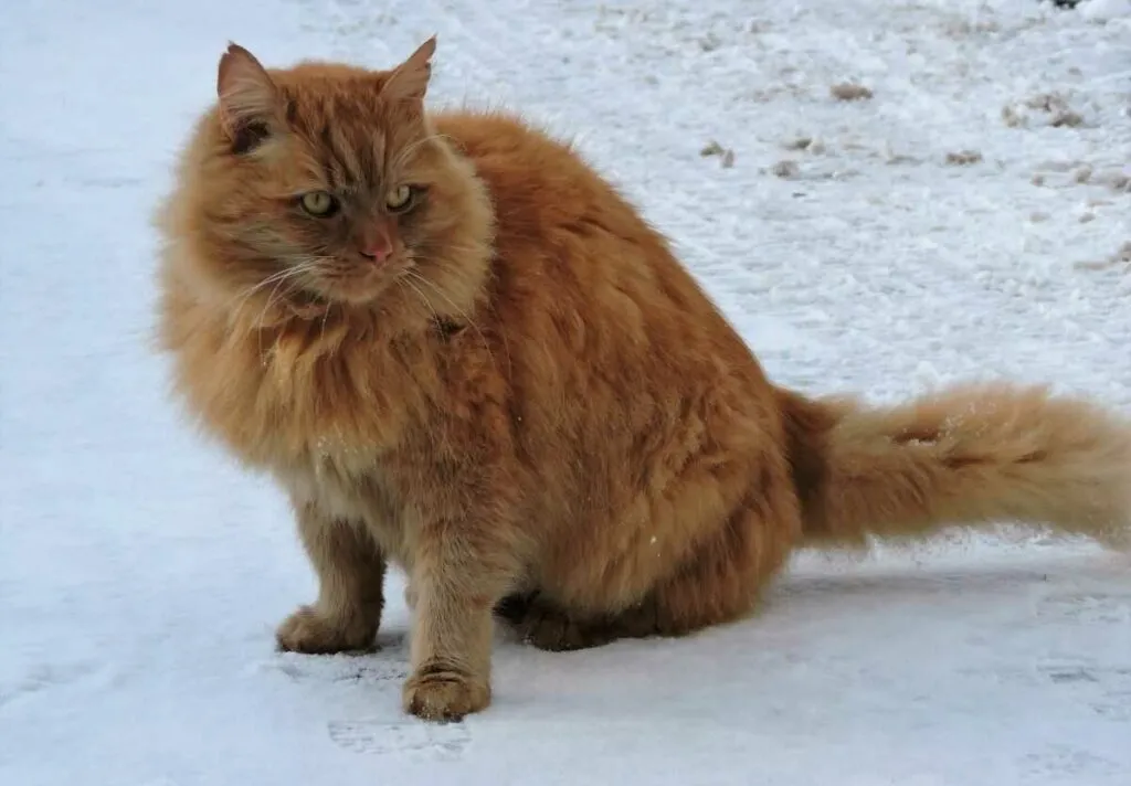 Siberian