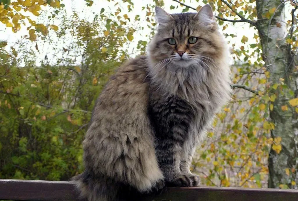 Siberian