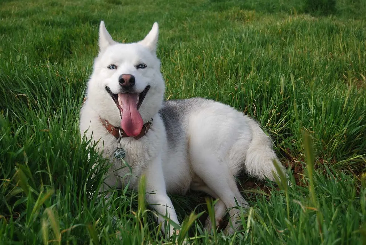 Siberian Husky