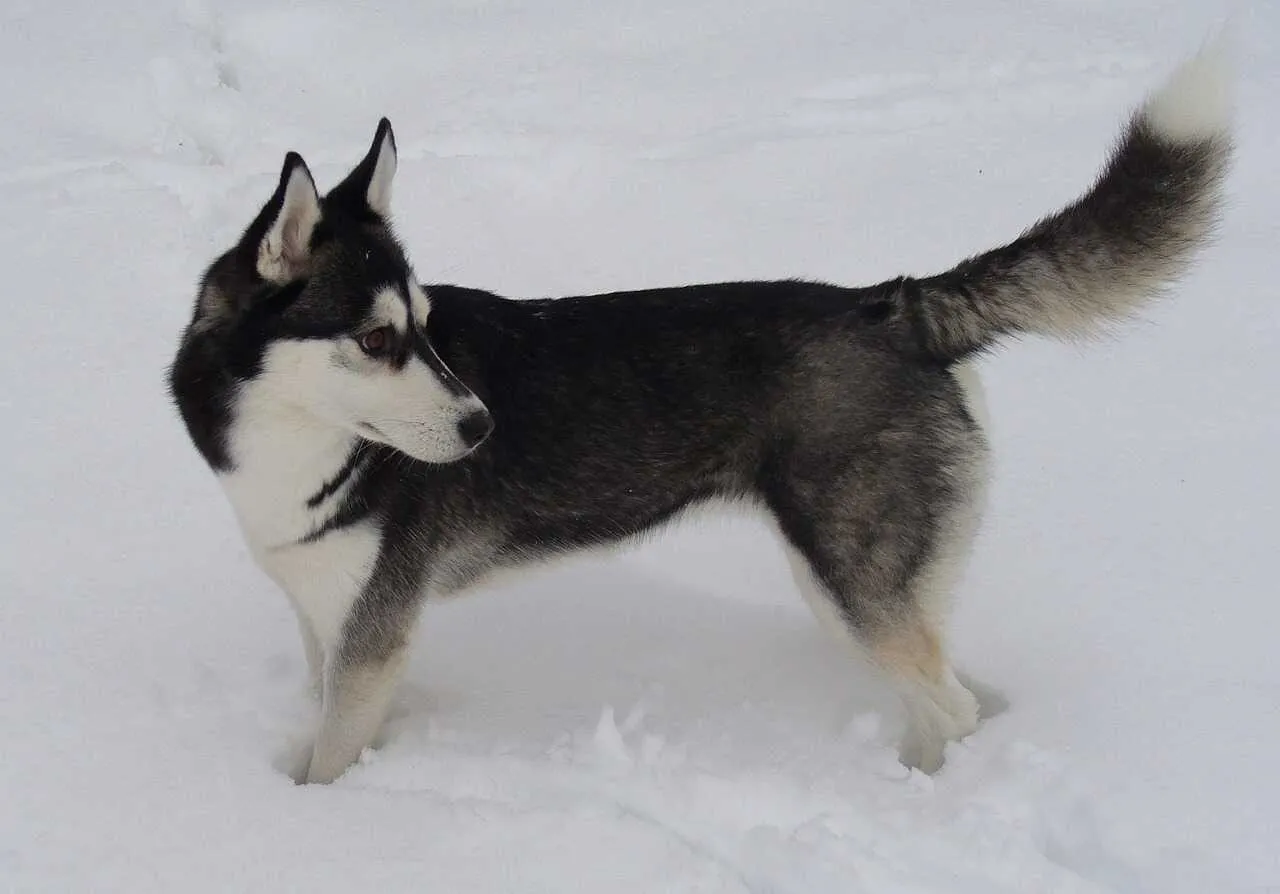 Siberian Husky