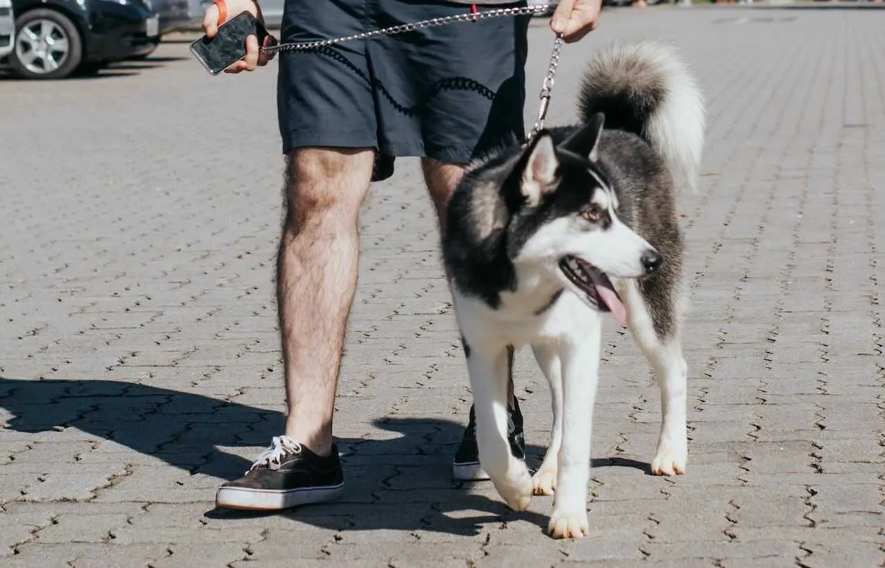 Siberian Husky