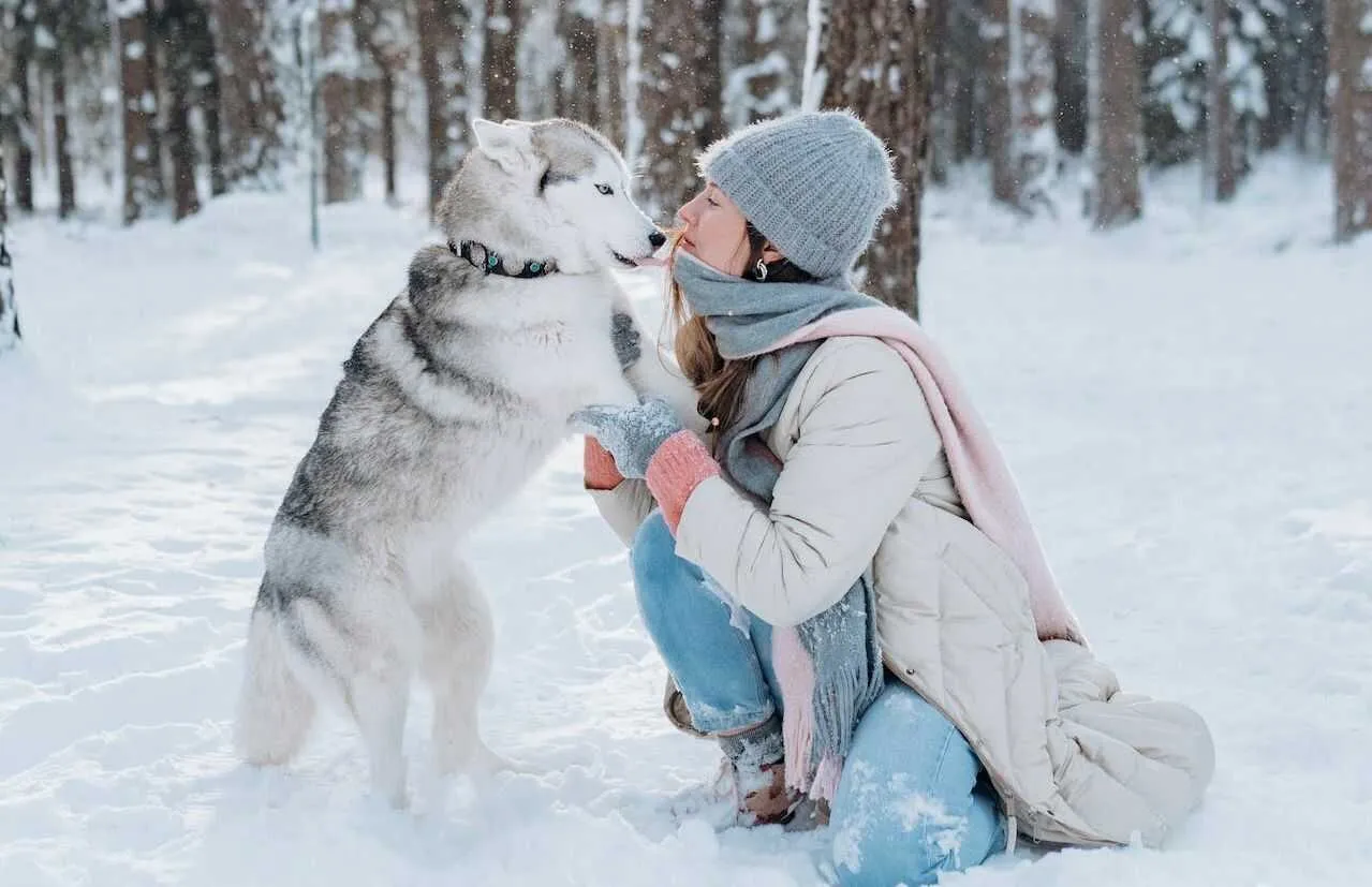 Siberian Husky