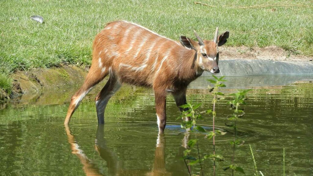 Sitatunga