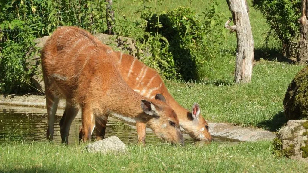 Sitatunga