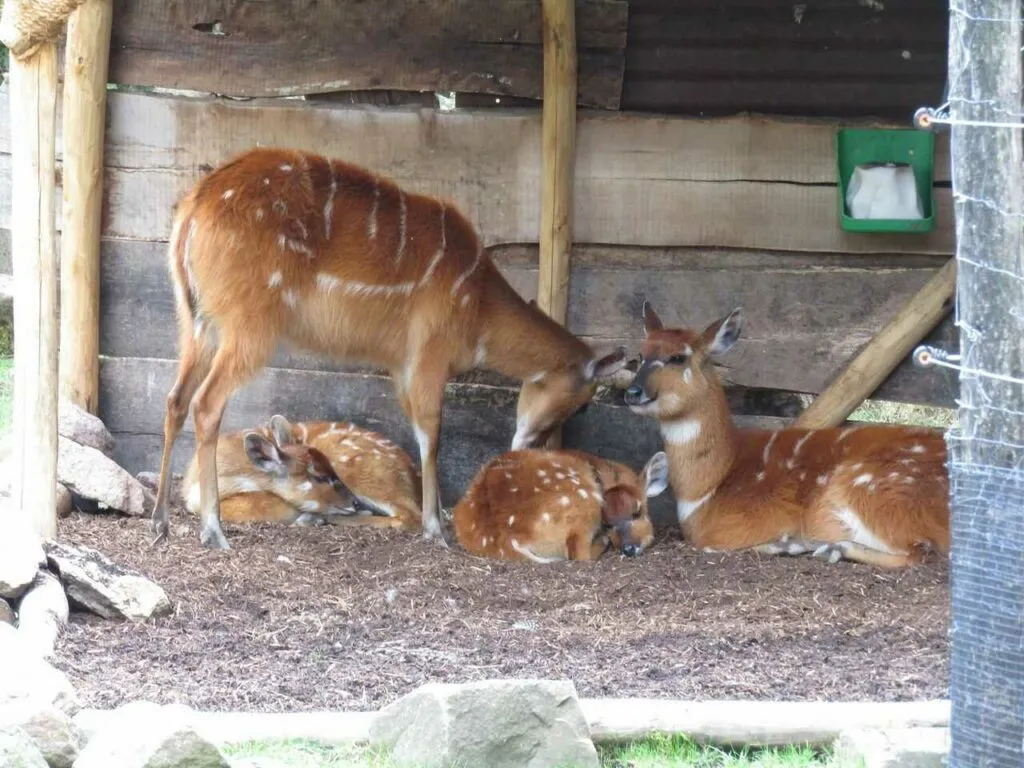 Sitatunga