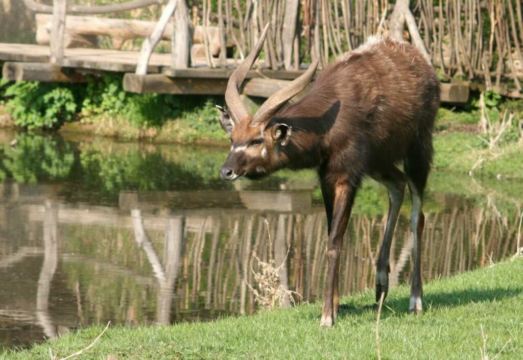 Sitatunga