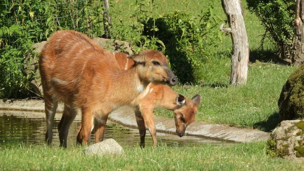 Sitatunga