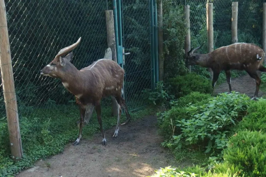 Sitatunga