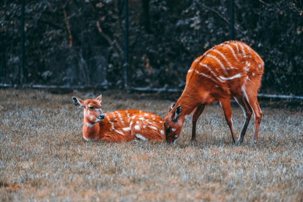 Sitatunga