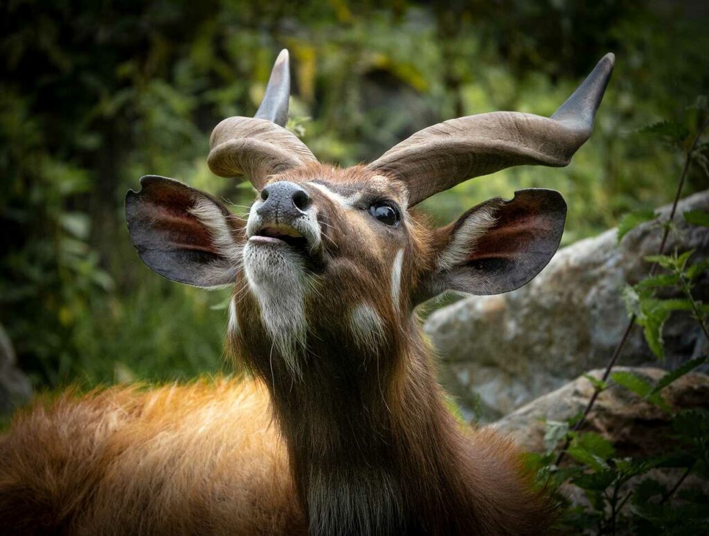 Sitatunga