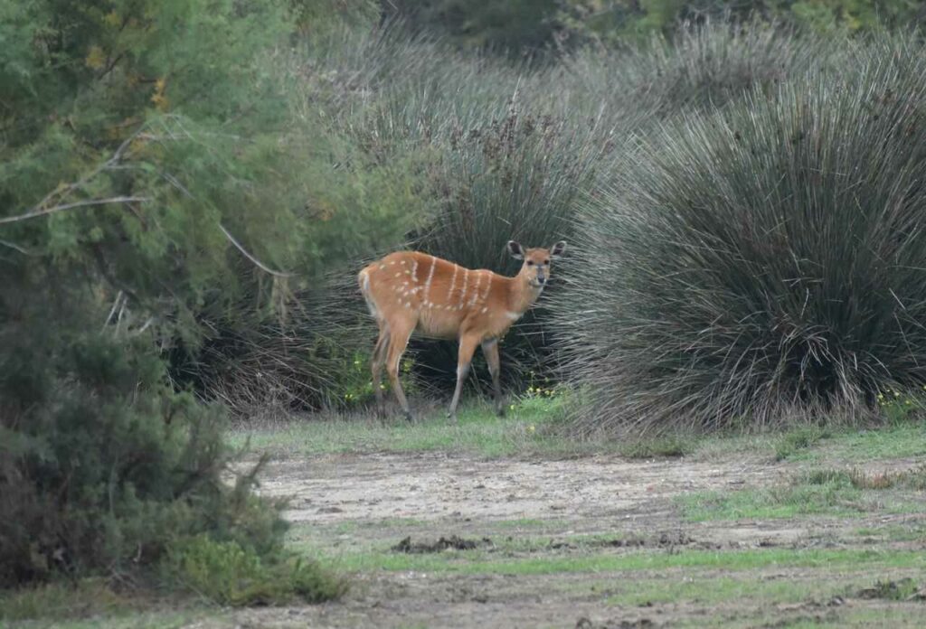 Sitatunga