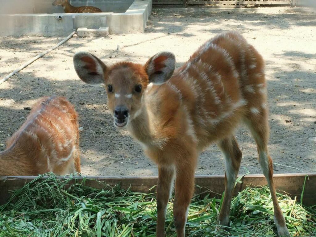 シタツンガ