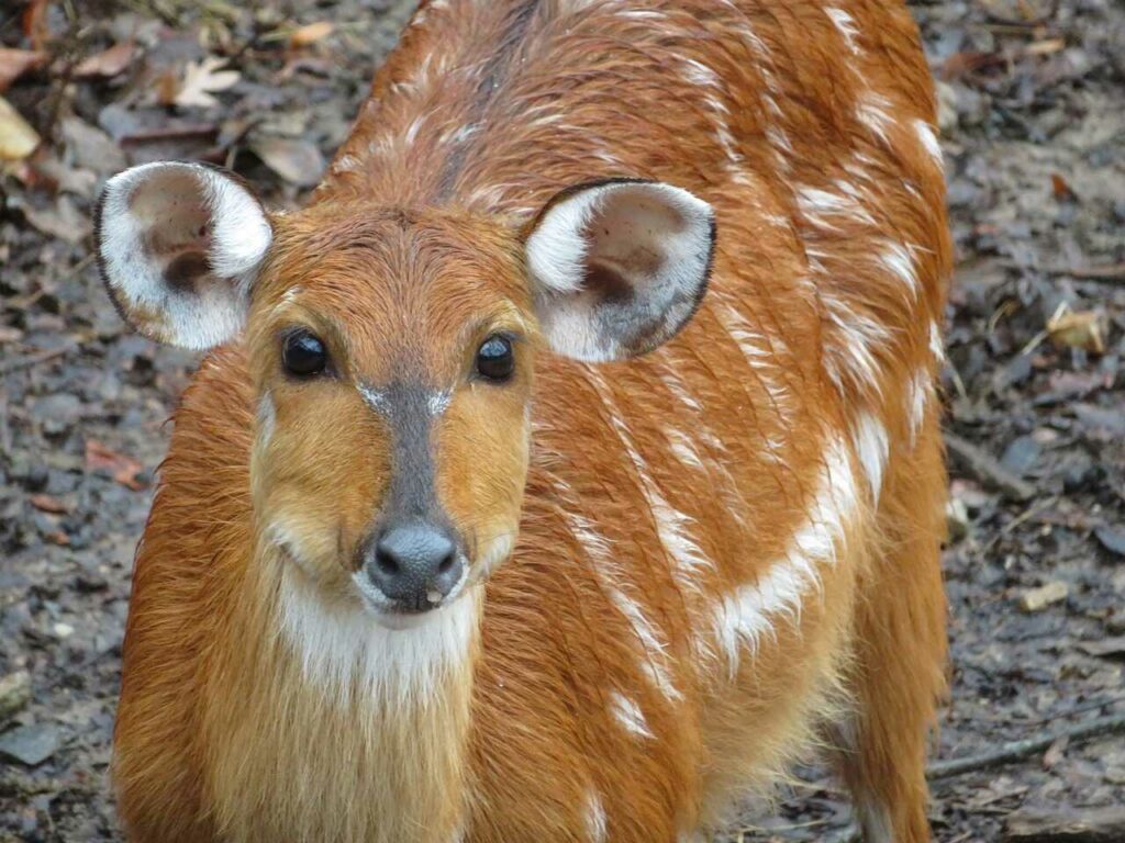 シタツンガ